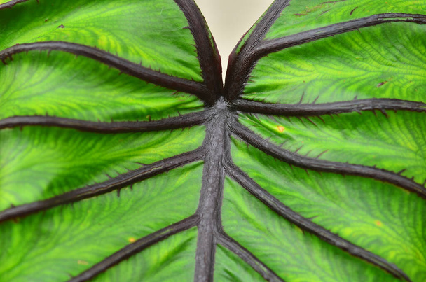 Close up colocasia pharaoh mask leaf - Photo, Image