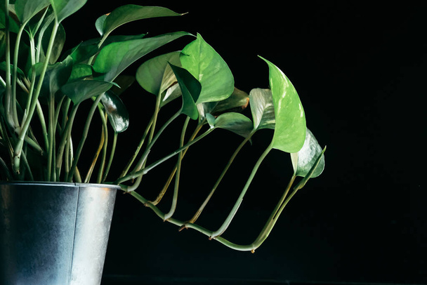 green plant in pot on black background - Valokuva, kuva