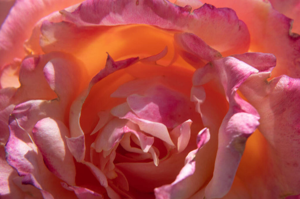 Close-up of the rose flower - Photo, Image