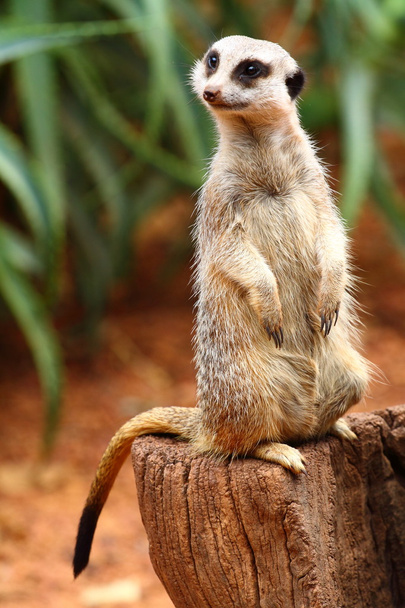 Meerkat australiano
 - Foto, imagen
