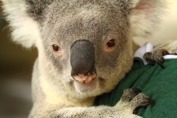 Koala in Australien - Foto, Bild