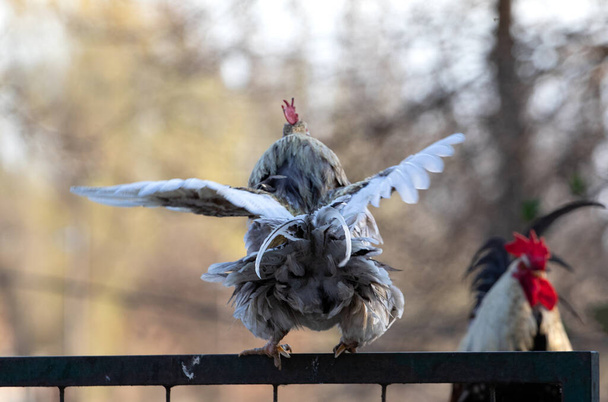 Un gallo de plumas blancas de la parte posterior, mientras vuela a la parte superior de la cerca - Foto, Imagen