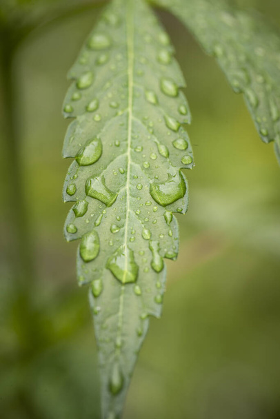 green leaf with dew drops - Foto, Imagen