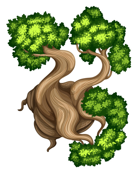 A topview of a bristlecone pine tree - Vector, Image