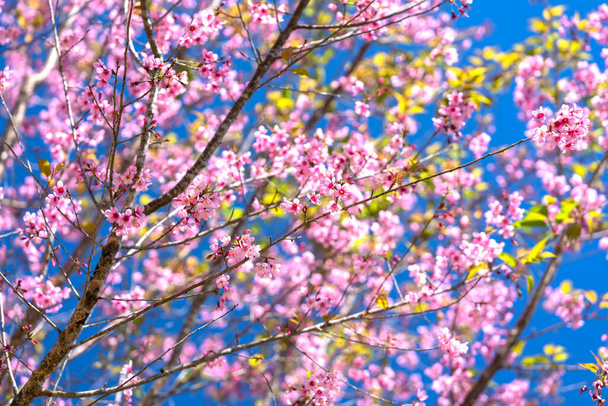 Branche d'abricot cerise fleurit brillamment un matin de printemps avec un fond bleu ciel - Photo, image