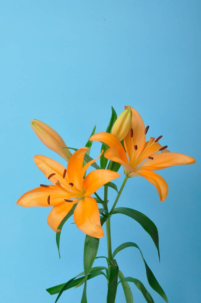 Studio shot of orange lily - Foto, imagen