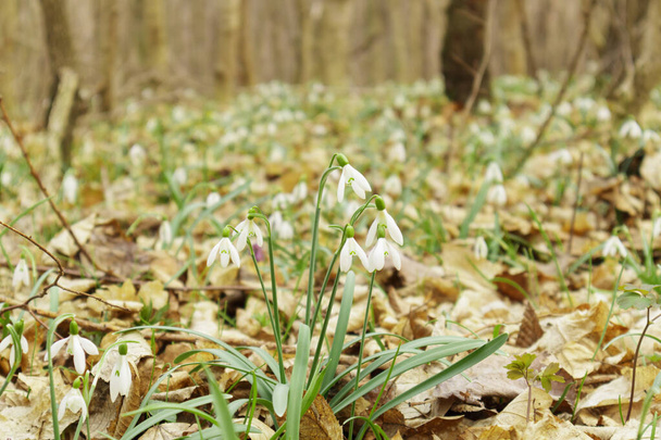 Galanthus nivalis Im Wald in freier Wildbahn blühen im Frühling Schneeglöckchen. Selektiver Fokus - Foto, Bild