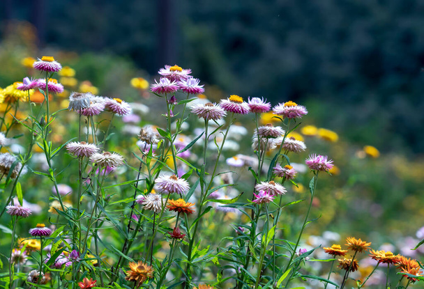 Xerochrysum bracteatum kukkaviljelmät kukkivat kirkkaasti rinteellä aurinkoisena kesäaamuna. - Valokuva, kuva