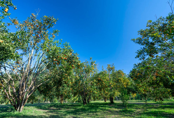 Ogród dojrzałych mandarynek czekający na zbiory wiosną rano w górach Da Lat w Wietnamie. Owoce dają wiele składników odżywczych, aby zapewnić pozytywną energię dla ludzi - Zdjęcie, obraz