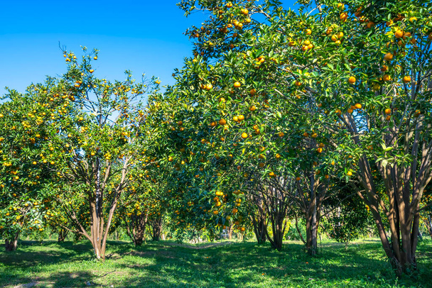 Ogród dojrzałych mandarynek czekający na zbiory wiosną rano w górach Da Lat w Wietnamie. Owoce dają wiele składników odżywczych, aby zapewnić pozytywną energię dla ludzi - Zdjęcie, obraz