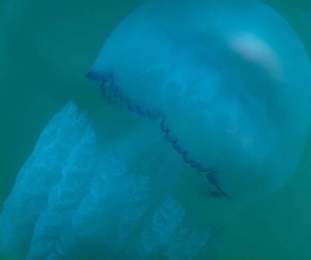 Медузы в голубом море. дикая природа морской воды  - Фото, изображение