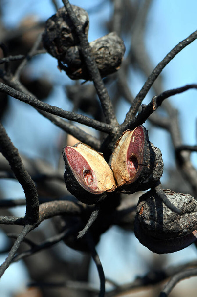 Burnt and blackened fruit or seed pod of the Australian native Needlebush, Hakea sericea, family Proteaceae, which has opened due to a bushfire in Sydney woodland, NSW. Seed dispersal fire adaptation - Photo, Image
