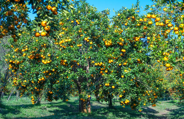 Garden of ripe mandarin oranges waiting to be harvested in the spring morning in the highlands of Da Lat, Vietnam. Fruit gives many nutrients to provide positive energy for people - Foto, imagen