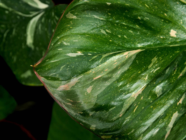 homalomena rubesence pink verigated splash on green leafe beautyful and nice plant  - Zdjęcie, obraz