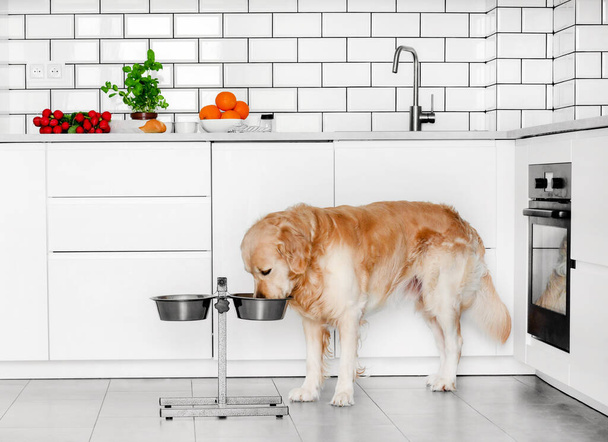 Golden retriever dog at home - Foto, afbeelding