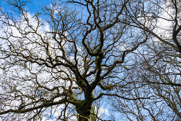 Сцена с верхушки дерева в парке Даре Вэлли, Абердар, Южный Уэльс. - Фото, изображение