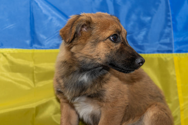 Mladý pes bez domova v útulku pro zvířata. Bezdomovecký pes během války.Ukrajinská vlajka pozadí - Fotografie, Obrázek