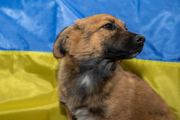 動物保護施設の若いホームレスの犬。戦争中のホームレスの犬。ウクライナの旗の背景 - 写真・画像