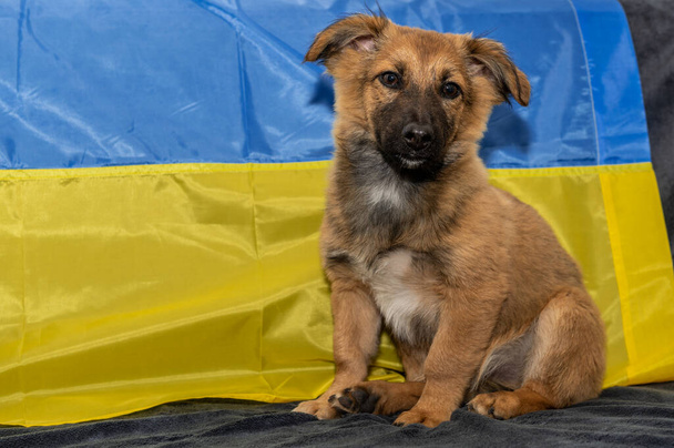 Giovane cane senzatetto in un rifugio per animali. Cane senzatetto durante la guerra. sfondo bandiera ucraina - Foto, immagini