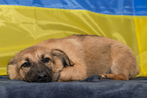 動物保護施設の若いホームレスの犬。戦争中のホームレスの犬の肖像画。ウクライナの国旗の背景 - 写真・画像