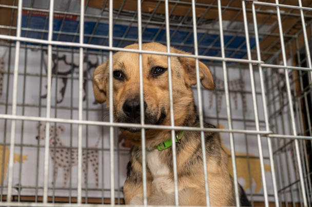 Young homeless dog in an animal shelter. Portrait of homeless dog. - Photo, Image