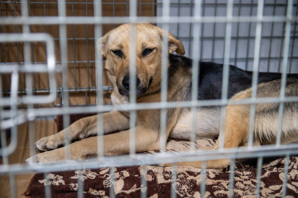 Um jovem cão sem abrigo num abrigo para animais. Retrato de cão sem-teto. - Foto, Imagem