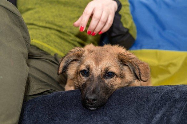 Un jeune chien sans abri dans un refuge pour animaux. Portrait de chien sans abri pendant la guerre. fond drapeau ukrainien - Photo, image