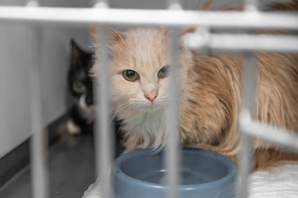 動物保護施設の若いホームレスの猫。ホームレスの猫の肖像. - 写真・画像