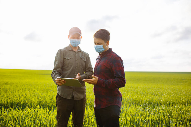 Dos jóvenes agricultores en máscaras con una tableta comprueban la cosecha. Hombres en un campo de trigo en primavera - Foto, imagen