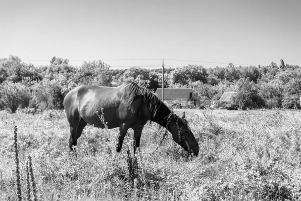 Beautiful wild brown horse stallion on summer flower meadow, equine eating green grass, horse stallion with long mane portrait in standing position, equine stallion outdoors, big horse equines - Foto, Bild