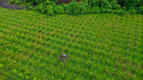 Воздушное видео в удивительном ландшафте виноградников, с дроном, над виноградниками в прекрасный день
 - Фото, изображение