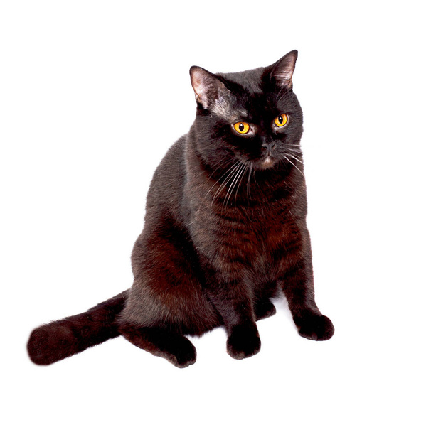 Британская черная кошка, сидящая на белом фоне, изолированный образ, красивые домашние кошки, кошки в доме, домашние питомцы - Фото, изображение