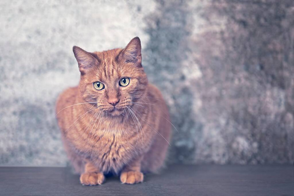 Χαριτωμένη κοκκινομάλλα γάτα κάθεται στο πάτωμα και φαίνεται περίεργα μακριά. Οριζόντια εικόνα με χώρο αντιγραφής. - Φωτογραφία, εικόνα