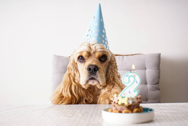 American Cocker Spaniel at a table with holiday treat, dog birthday. - Photo, Image