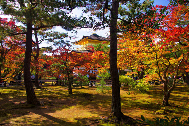 Herfsttuin met kleurrijke esdoorn boom blad aanraken van zonlicht met gouden paviljoen in Kinkakuji tempel, Kyoto, Japan. Beroemde reisbestemming of vakantieganger in Kansai. - Foto, afbeelding