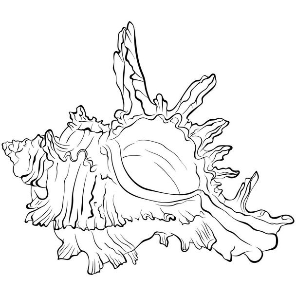 Mořské hroty skořápky spirálovitého tvaru čáry umění - Vektor, obrázek