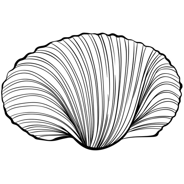 Scallop shell line art - Vector, Imagen