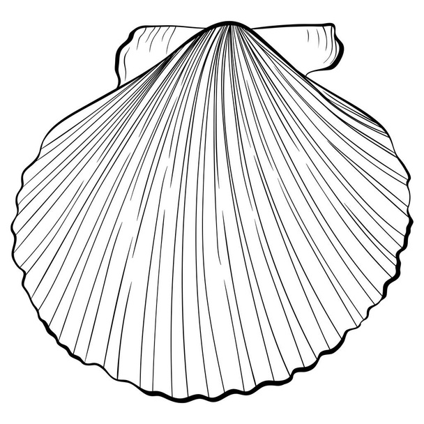 Scallop shell top view line art - Vector, Image