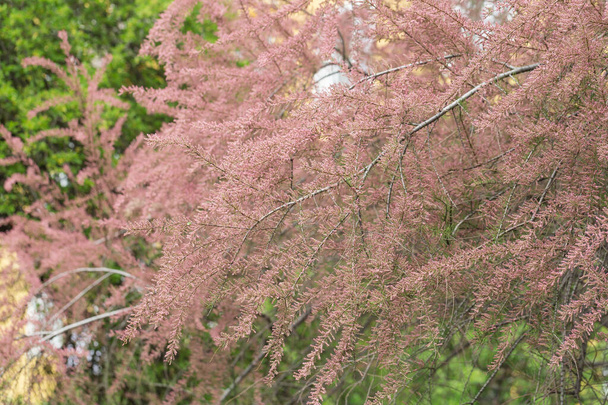 Blooming branches of tamarix in park. Spring background with pink flowering plants - Photo, Image
