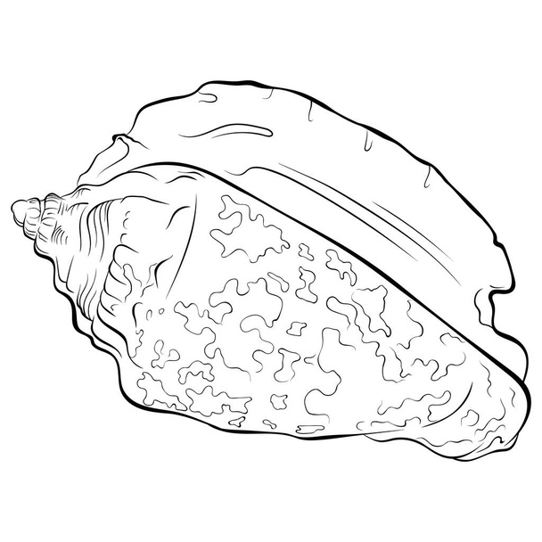 Spiraalvormige schelp met vlekken lijn kunst - Vector, afbeelding
