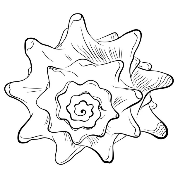 Spiralny kolczasty muszla widok z przodu linia sztuki - Wektor, obraz