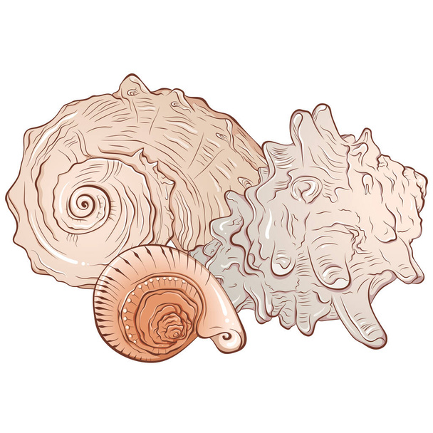 Состав из трех морских раковин - Вектор,изображение