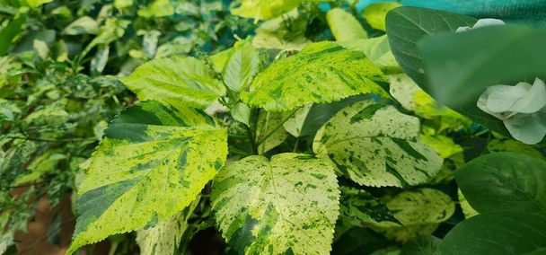 Acalypha wilkesiana Tahiti також відома як Таїті Copper Leaf або пальто Таїті Якоба, це вічнозелений чагарник з листям зі зубчастими краями і жовтими зеленими різнобарвними клаптями.. - Фото, зображення