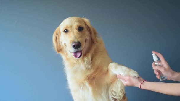 Um cão Golden retriever olhando para a câmera com máscara médica no fundo branco. Conceito de higiene para animais - Filmagem, Vídeo