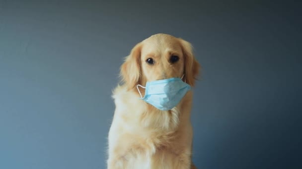 Собака золотистый ретривер носить медицинскую маску для защиты от вируса в студии. медицина, домашние животные и пандемия - Кадры, видео