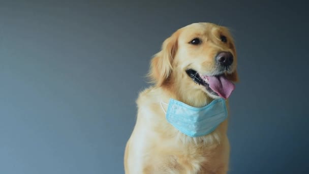 Happy Golden noutaja koira yllään lääketieteellinen naamio suojaa virus studiossa. lääketiede, lemmikkieläimet ja pandemia - Materiaali, video