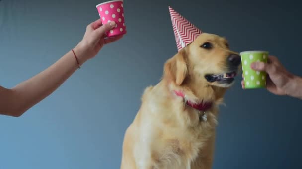 Любящая семья с их золотистой собакой-ретривером празднует день рождения дома. Cheers - Кадры, видео