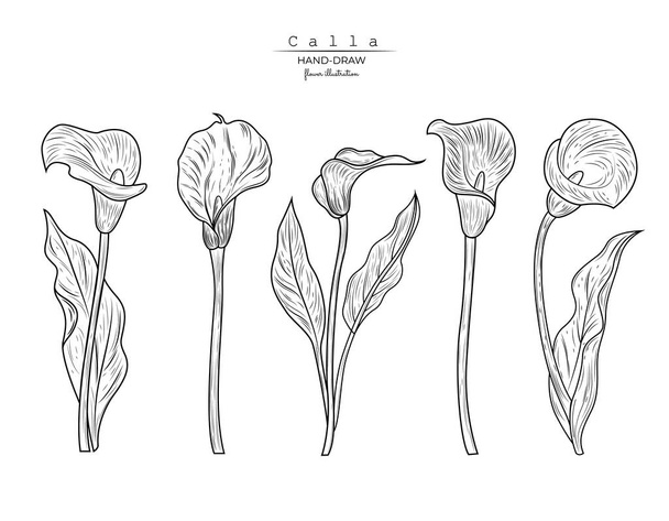 Callas květ set grafické černobílé izolované náčrtek ilustrační vektor - Vektor, obrázek
