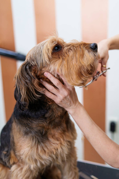 Beautiful Airedale Terrier enjoying in professional grooming and hair care. Professional female groomer at work. - Photo, Image