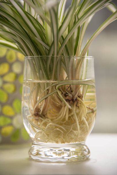 水で満たされたガラスのクローズアップと根を持つクモの植物の芽 - 写真・画像